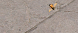 Bild 2 zu Arma 3