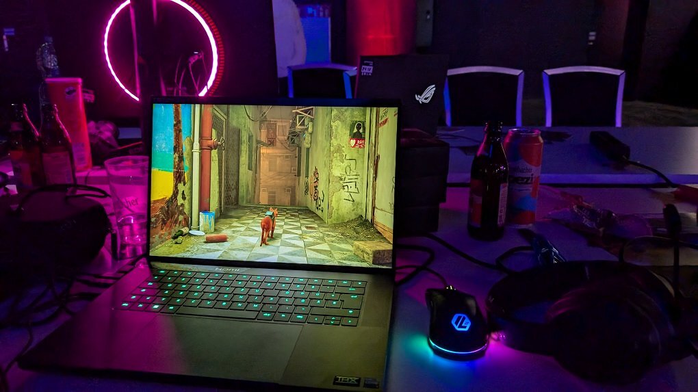 Stray auf einem Laptop
