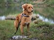 Beispielbild eines Retrievers wie in Good Boy