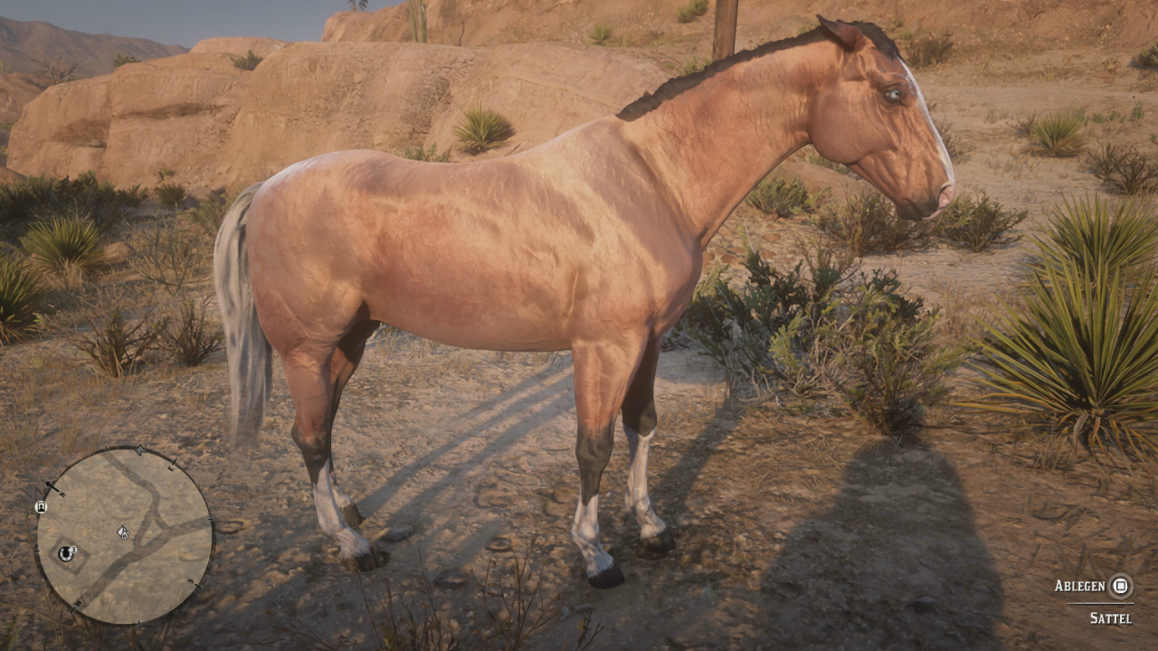 [12/11/2018] American StandardbredSilberschweif-Buckskin