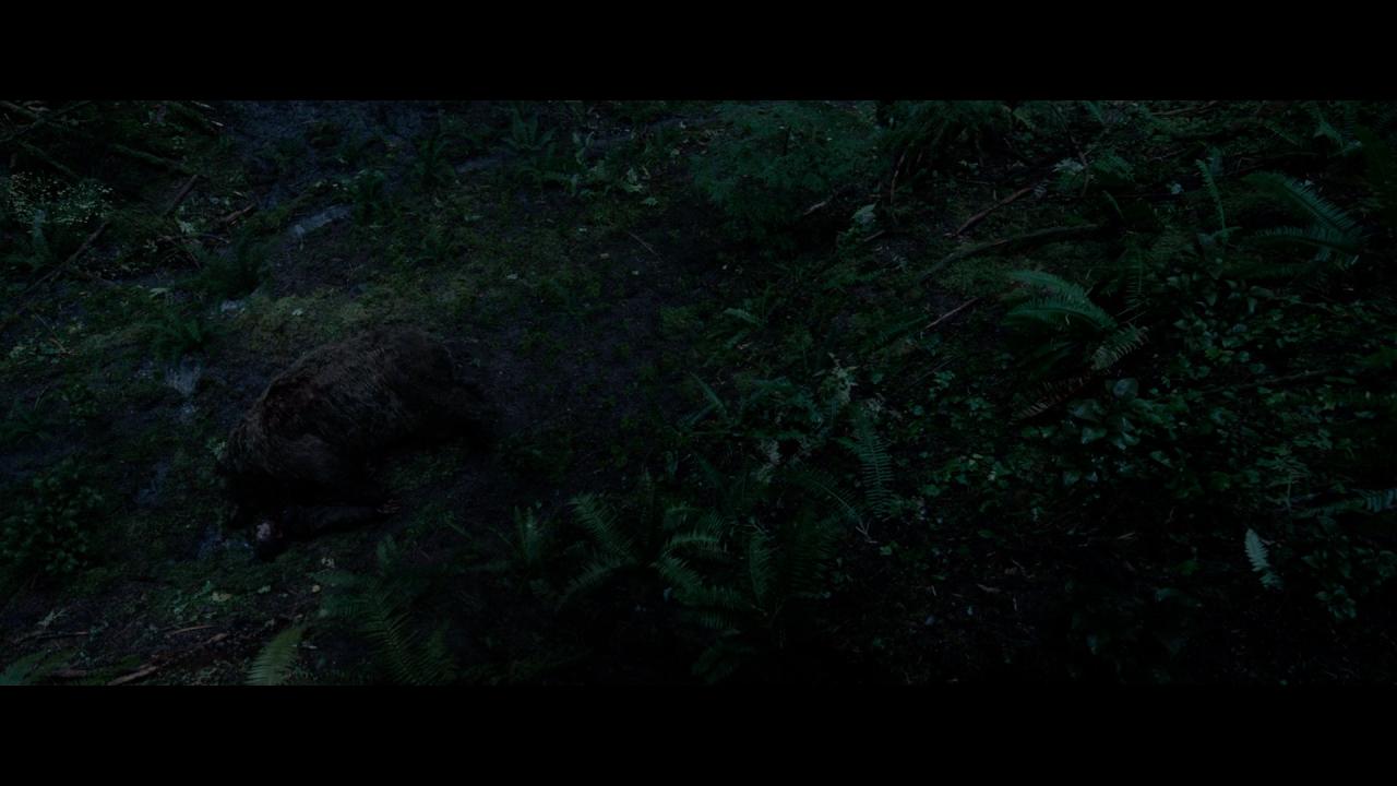 Ein Mann wurde nach einem Kampf von einem Bären überwältigt und liegt nun unter ihm.