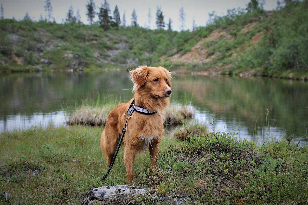 Beispielbild eines Retrievers wie in Good Boy