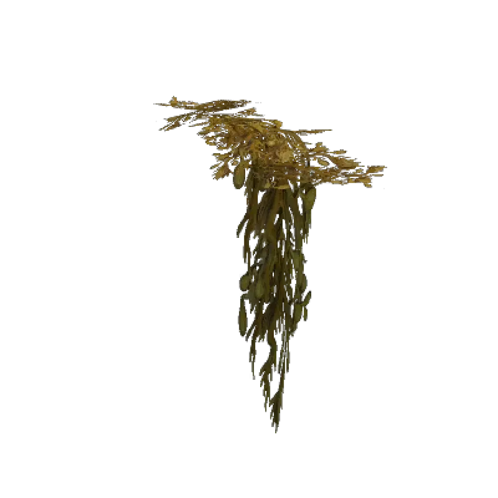 [28/07/2026] Hanging Yellowed Kelp