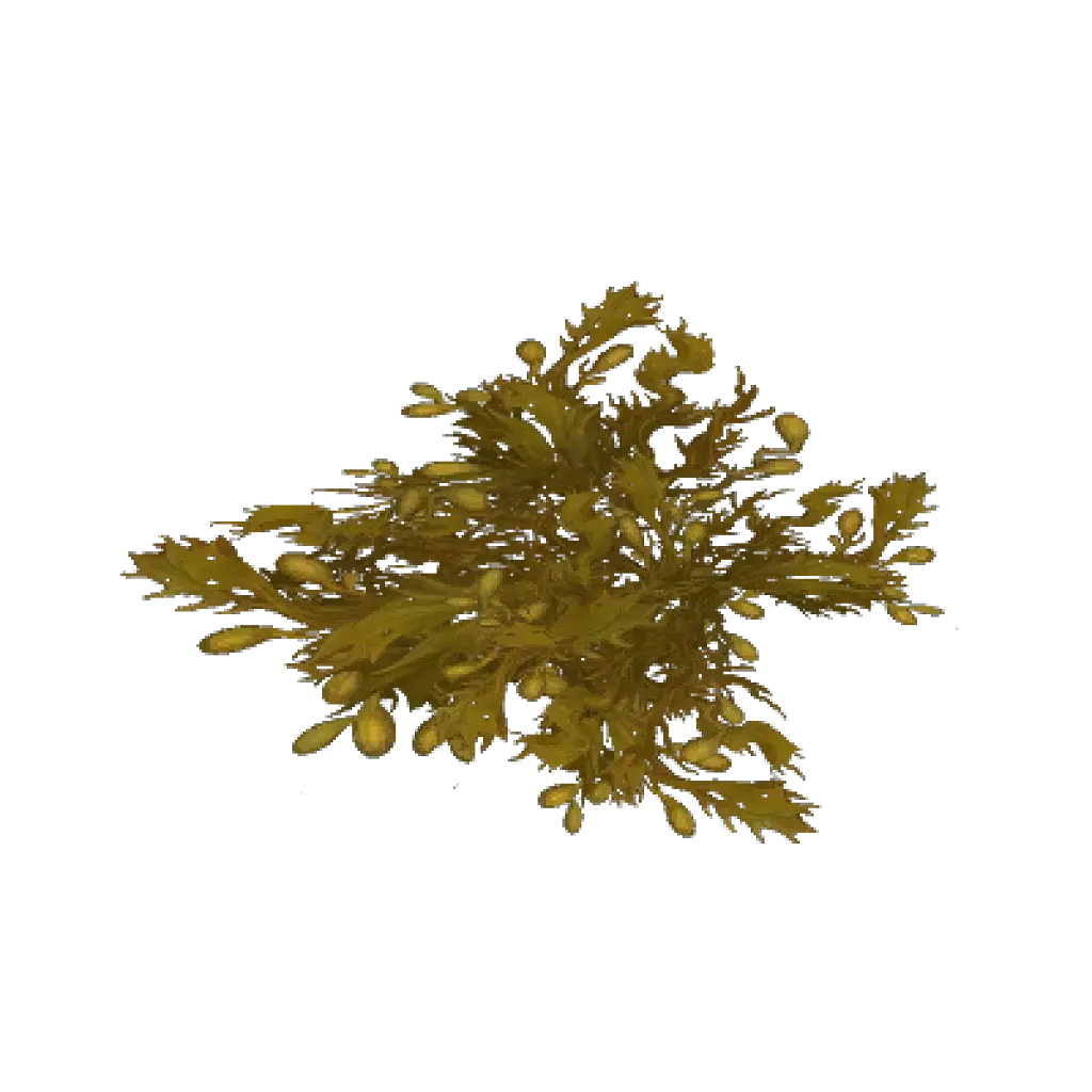 [28/07/2026] Yellowed Kelp Pile