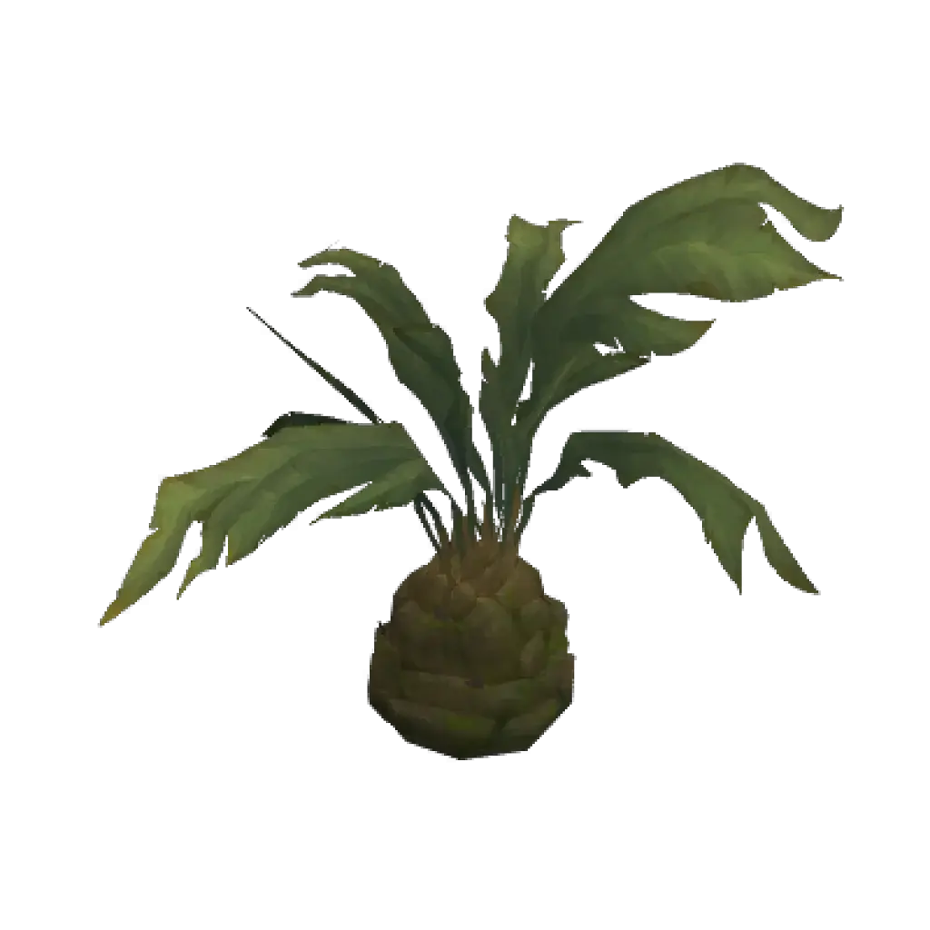 [28/07/2026] Zul Aman Swamp Palm Sprout