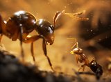Empire of the Ants angespielt: Da werden sogar die Zerg neidisch!