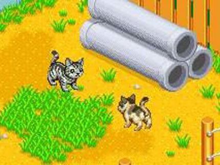 Catz