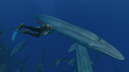 Endless Ocean 2: Der Ruf des Meeres