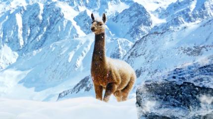 Eine Lama im Schnee.