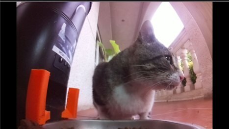 Twitch war gestern: Diese Livestream-Seite lässt euch echte Katzen weltweit füttern