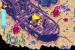 Banjo-Kazooie: Grunty's Rache