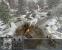 1944: Winterschlacht in den Ardennen