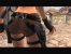 Western-Lara