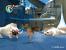 Ice Age 2: Jetzt taut's 