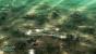Command and Conquer 3: Tiberium Wars