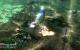 Command and Conquer 3: Tiberium Wars