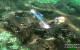 Command and Conquer 3: Tiberium Wars