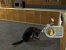 Rita Brentrups Fetch! – Ein Hund zum Liebhaben