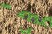 Final Fantasy 6 Advance