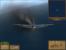 Pacific Storm: Allies