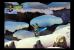 Odin Sphere