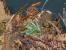 Stronghold Crusader Extreme