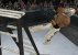 WWE SmackDown vs. Raw 2009