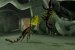 Deadly Creatures