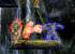 Teenage Mutant Ninja Turtles: Smash up