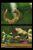 The Legend of Zelda: Spirit Tracks