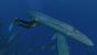 Endless Ocean 2: Der Ruf des Meeres