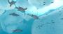 Endless Ocean 2: Der Ruf des Meeres