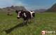 Landwirtschafts-Simulator 2011
