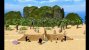 Yetisports: Penguin Party Island