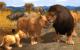 Wildlife Park 3
