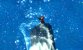 Kingdom Hearts 3D: Dream Drop Distance (60)