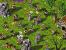 Blue Byte: Wie Die Siedler erwachsen wurden. (1)