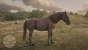 Suffolk Punch<br>
Heller Rotfuchs