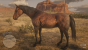 Tennessee Walker<br>
Spiegelbrauner