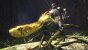 Auf kleineren Monstern könnt ihr in Iceborne reiten.