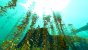 Arctic Kelp Forest