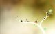 Mit Pilz, Zweig und Feder durch die abstrakte Mikroskopwelt eines Baums spazieren: Das waren die typischen Abenteuer von Amanita Design, die euch bei Spielen wie Botanicula erwarteten.