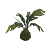 Zul Aman Swamp Palm Sprout