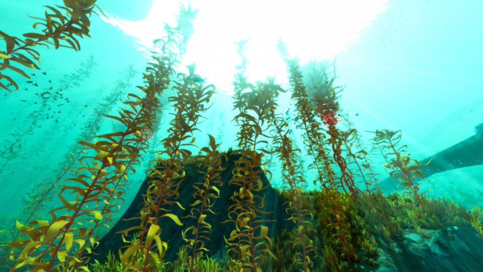 Arctic Kelp Forest